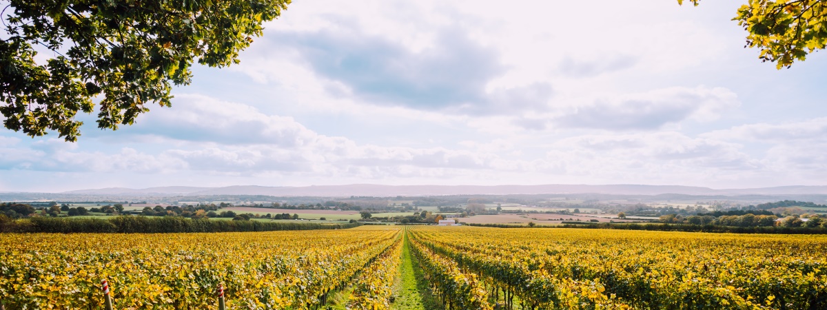 How to make a top sparkling wine: Keep things simple
